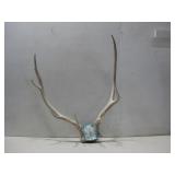 Antlers W/ Partial Skull 24' x 30' See Info