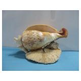 Imperial Volute Shell Conch Coral Art Piece See
