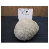 Brain Coral 7lb 10oz 6' x 9'