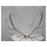 Antlers On Skull Plate 43' Wide