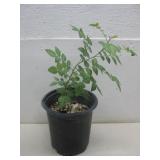 Mexican Frankincense Bursera Fagaroides BonsaiTree