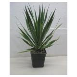 Dragons Blood Dracaena Draco Yemen Plant