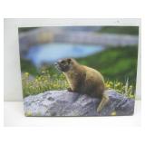 Yellow Bellied Marmot Print On Pressed Wood See