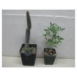 Mexican Frankincense Tree & 3 Cacti Species See
