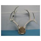 4' x 4' Deer Antlers