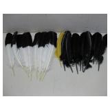 Assorted Bird Feathers