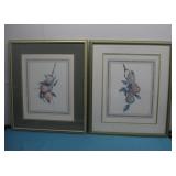 Set Of Two Framed Botanical Fruit Prints Pears See