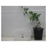 Mexican Frankincense Tree Bursera Silvae