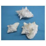 Three Conch Sea Shells See Info