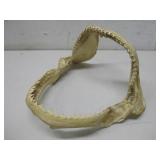 9'x10' Shark Jaw Specimen