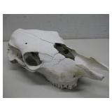 Dried Cow Skull 16' x 8' x 6'
