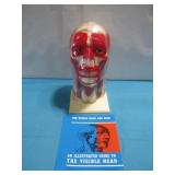 The Human Head And Neck 'The Visible Head'