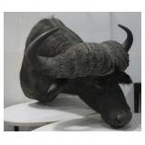 African Cape Buffalo Taxidermied Shoulder See Info