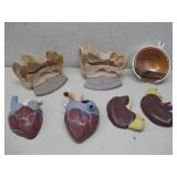 Assorted Educational 3D Anatomical Models See Info