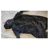 CAT JUMPSUIT COSTUME ADULT SIZE