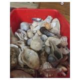 LARGE BOX OF SEASHELL