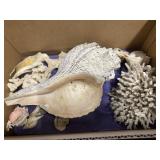 MISC SEASHELLS & CORAL