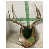 DEER ANTLER MOUNT