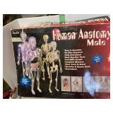 Plastic Human Anatomy Puzzle