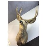 Deer mount harvested November 16 1983 in