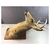 Antique deer mount