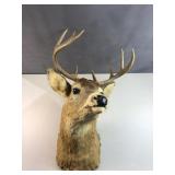 Deer Mount harvested Nov 21 1979, Robillard's