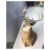 Deer mount harvested nov 3 1999 Fulton Co