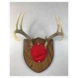 Deer antlers mount plaque on wood shield with red