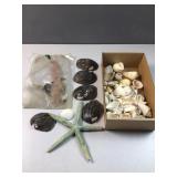 Seashells and others