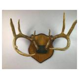 taxidermy whitetail deer antler plaque mount