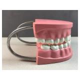 Dental Typodont Model flex tube for education
