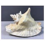 Conche sea shell