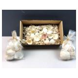 Sea Shells by the box 3