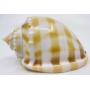 Rare & Collectible Seashell & Marine Specimen Auction