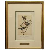 Audubon Rusty Crow Blackbird Hand Colored Litho