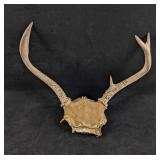 Buck Antlers 5 Point Buck Antlers