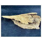 Estate Fresh Animal Bone Fossil