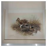 J. Fenwick Lansdowne Limited Edition Print Pintail