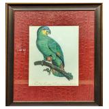 Orange Winged Parrot Framed Fine Art Print
