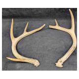 2 Deer Shed Antlers E1
