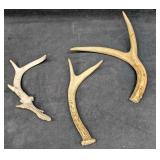 3 Small Deer Antlers G1