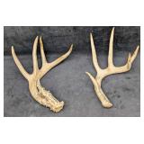 2 Deer Shed Antlers C1