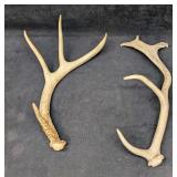 2 Deer Shed Antlers D1