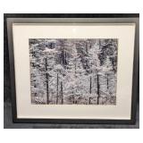 Framed Pine Forest In The Show Photo