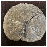 Pyrite Sun Large Shiny Minerï¿½s Sand Dollar Crystal