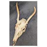 Young Deer Skull Mount With Antlers