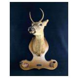 Vintage 2 Point Buck Mount W Hooves Gun Rack