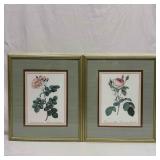 Pierre-Joseph Redoutï¿½ Rosa Damascena Celsiana Auro