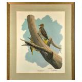 Framed Vintage Richard Sloan Yellow Shafted Flicke