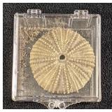 Dried Sea Urchin In Clear Display Box